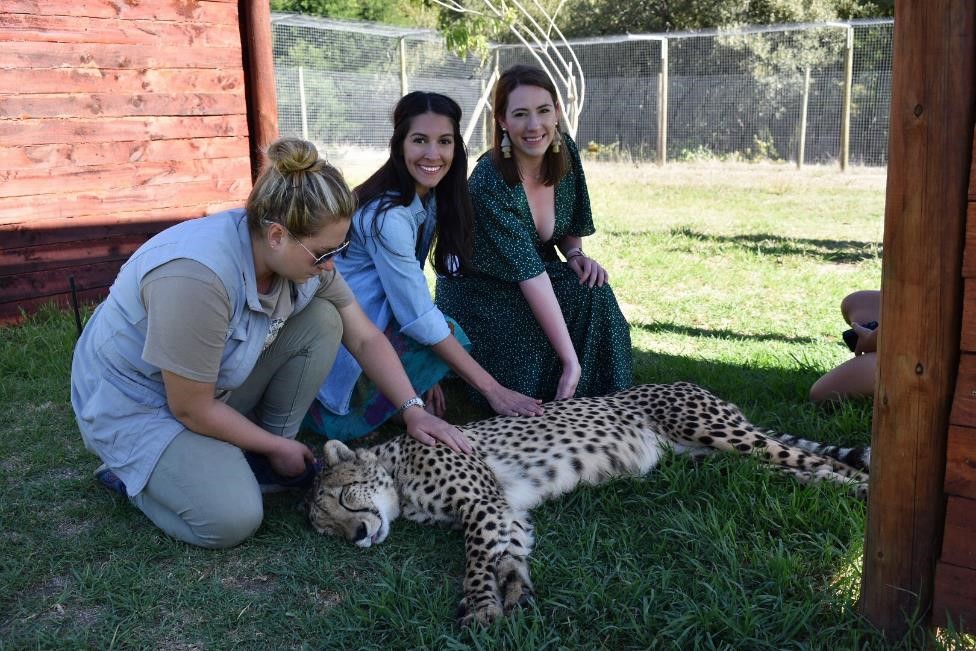 MBA students pet a cheetah while on their game drive excursion.