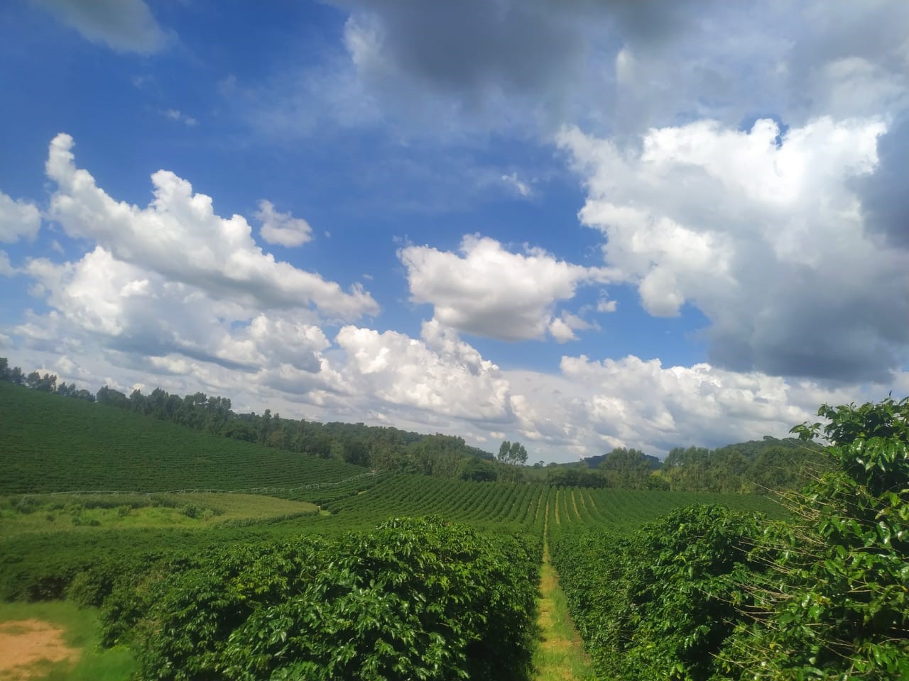 A picture of a coffee bean farm in Brazil