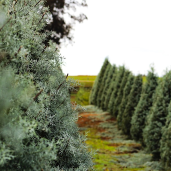 Christmas Trees