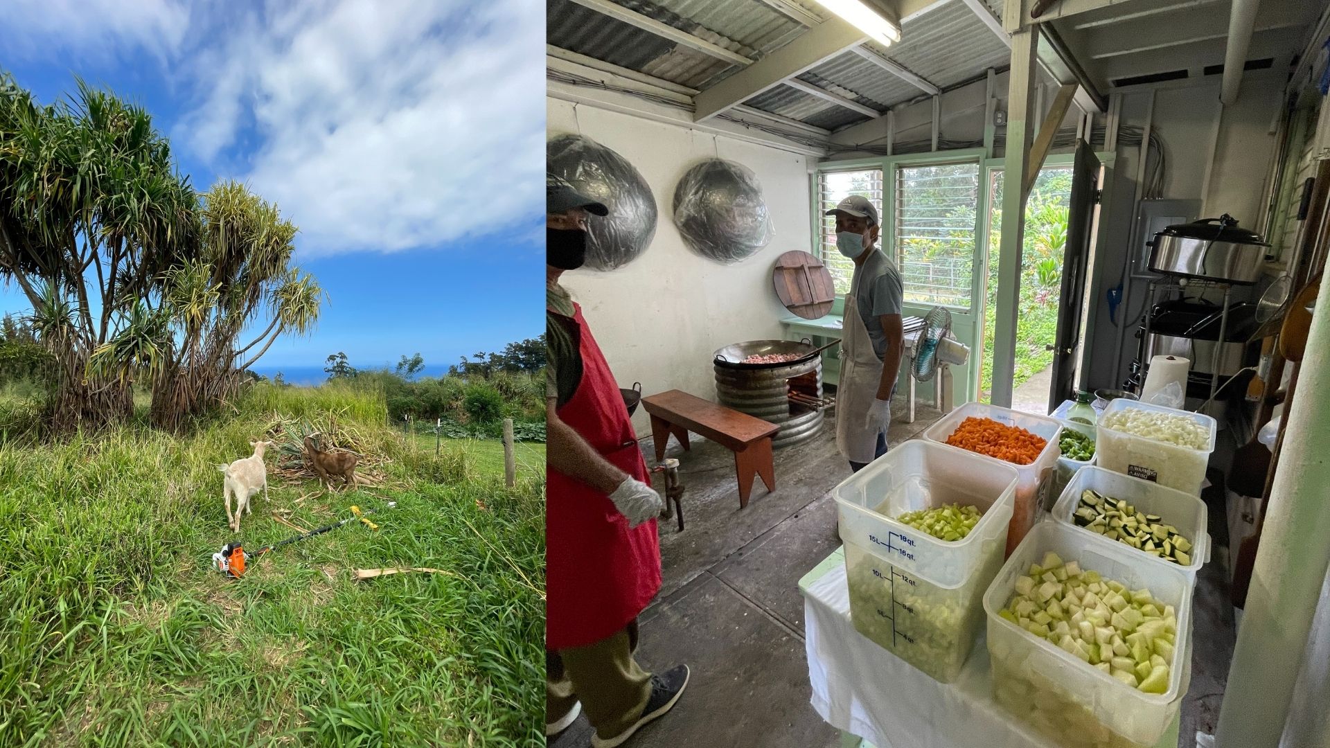 (Left) When fallen branches are cleared from the pen, the goats have more space to graze. (Right) Volunteers prepare meals at the Hongwanji Buddhist Temple.
