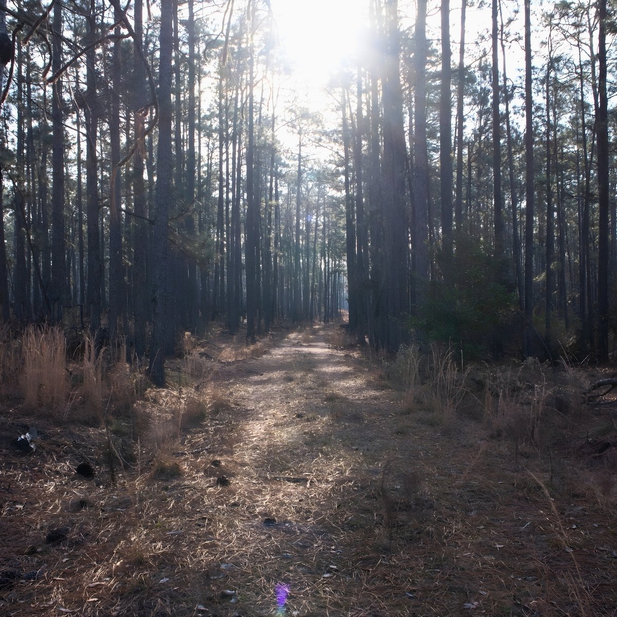 Forest in Soperton, Georgia