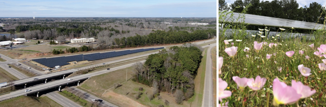 At the right-of-way solar site alongside The Ray, the groundcover management strategy creates habitat for critical pollinating species. 